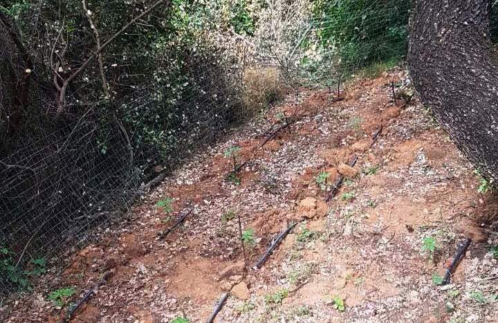 Φυτεία με 102 δενδρύλλια κάνναβης στην περιοχή του Αρφαρά – Σύλληψη 60χρονου (photos)