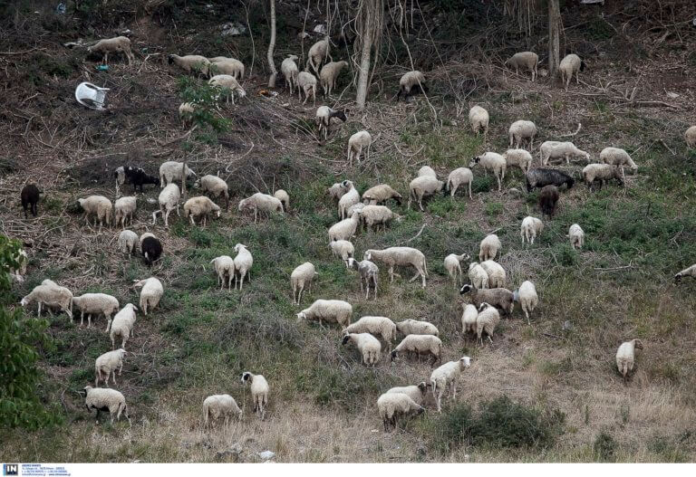 Φθιώτιδα: Νεκρό ολόκληρο κοπάδι πρόβατα – «Έσκασαν» από το φαΐ!
