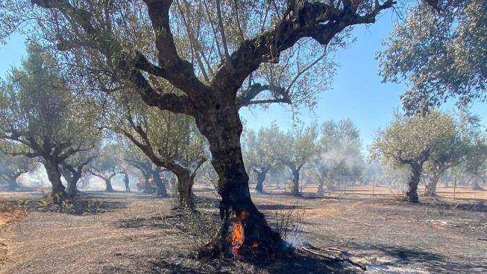 Οι εθελοντές από το Αρφαρά και το Γαρδίκι έσβησαν νέα φωτιά στη Μεσσηνία (pic)