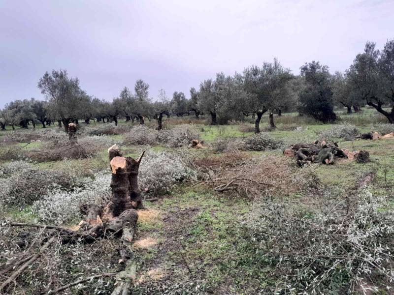 Ρομά έκοψαν ελαιόδεντρα σε κτήμα  της Εκκλησίας στo Αρφαρά Μεσσηνίας