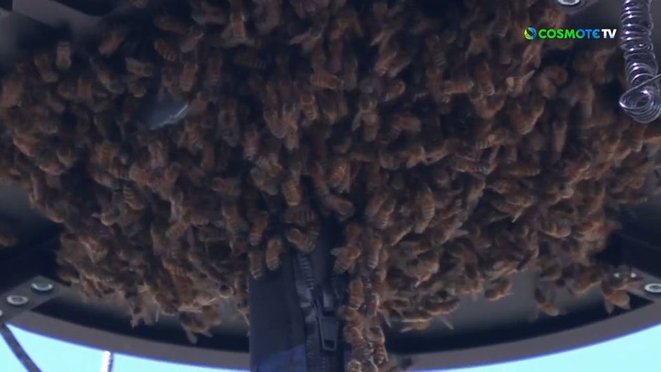 ΔΕΝ ΕΧΕΙ ΞΑΝΑΓΙΝΕΙ | Σμήνος μελισσών κυνηγούσε τον Αλκαράθ &#8211; Εκκένωση του γηπέδου! (video)