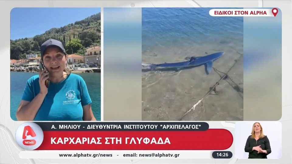 Καρχαρίας (!) μέσα στο λιμανάκι της Γλυφάδας  (video)